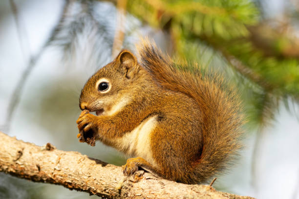 istock Young American red squirrel is eating on the spruce branch. 1447051030