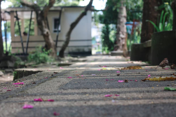 istock a path in a park with some flowers and fallen leaves on it 1447051046