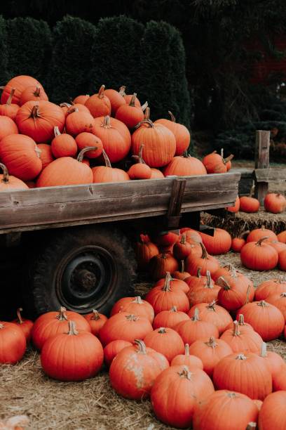 istock view nature panoramic travel destination 
pumpkin 1447051164