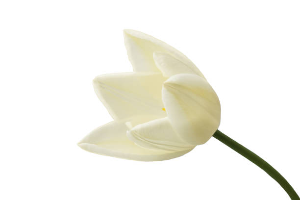 istock white lily-like tulips with a stem, isolated 1447052373
