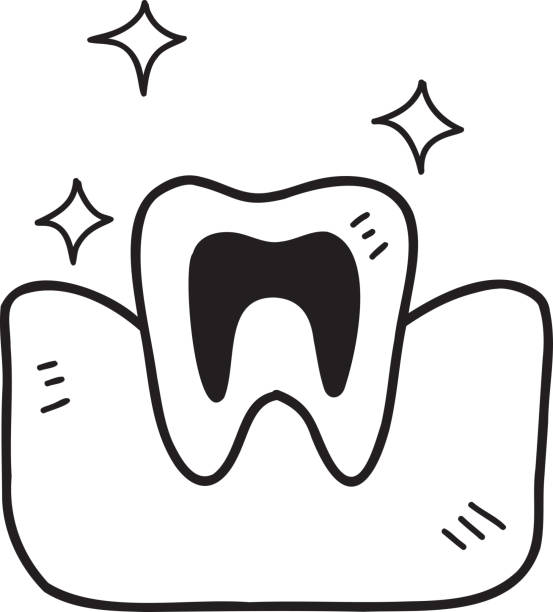 100+ Canine Dental Chart Stock Illustrations, Royalty-Free Vector