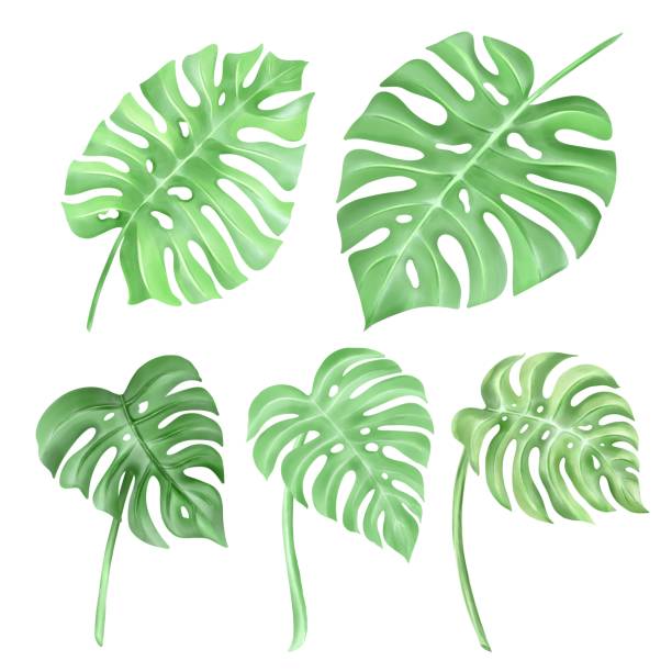 istock Monster watercolor leaves and branches lovely design elements to create your own layouts, honors and elements.illustration 1447055435