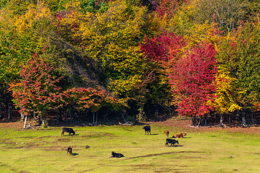 Herd of cows grazing at the edge of autumn forest