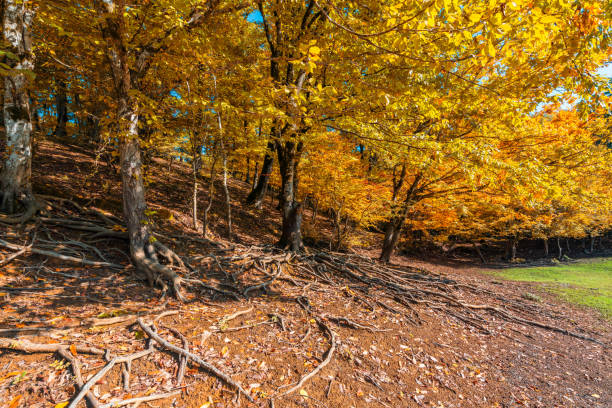 Colorful autumn mountain forest scenery