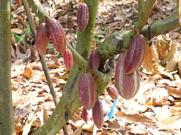istock Tree and cacao pod fruit hang on branch 1447060982