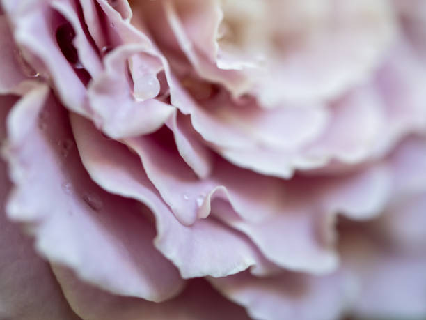 Close-up delicate rose petals as pink color nature background Close-up delicate Princess Kaori rose petals as nature background rosa multiflora stock pictures, royalty-free photos & images