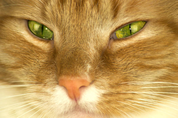 Beautiful ginger cat looking at the camera with big bright eyes