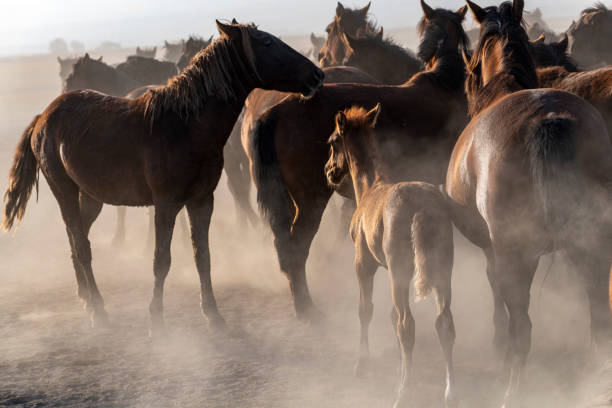 istock Horses in Fog 1447066620