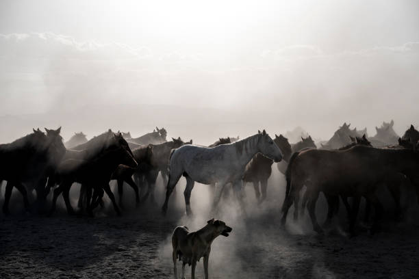 istock Horses in Fog 1447067195