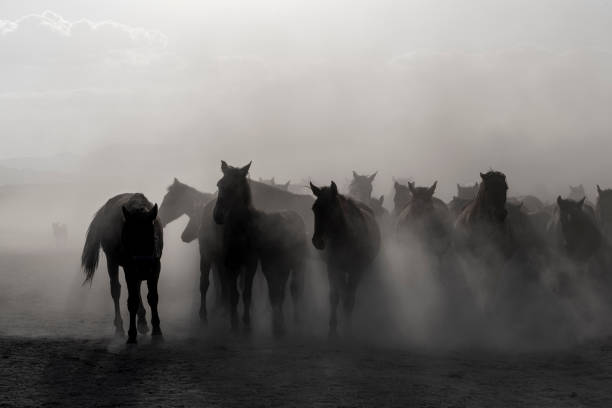 Horses in Fog