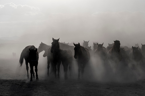 Several horses in fog. They appeared layered as they are different distances from the viewer and the fog obscures those farther away.