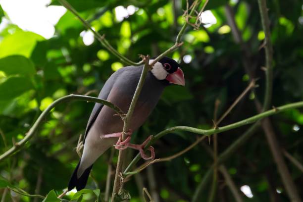 close-up view of a java sparrow perching on the branch in a greenery - anumal imagens e fotografias de stock