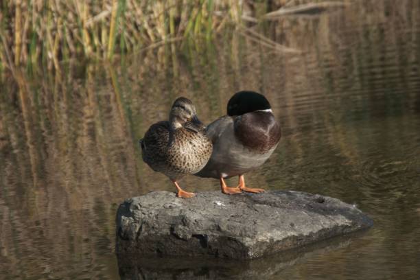 istock Two adorable ducks resting on a rock in the pond 1447071483