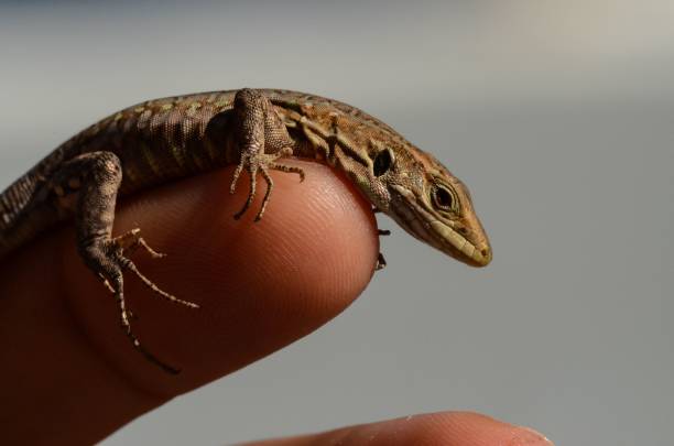 istock Closeup a Common Lizard on a human finger 1447072055
