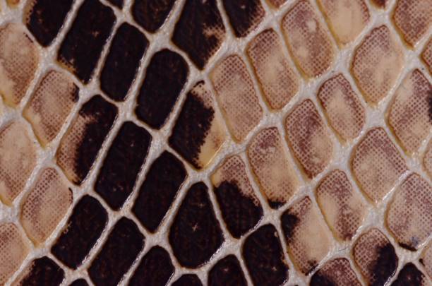 istock Close-up shot of artificial snake skin pattern texture 1447072230