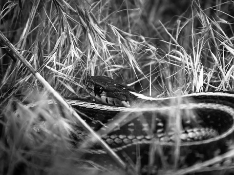 Common garter snake living in a terrarium. Snake looking over driftwood.