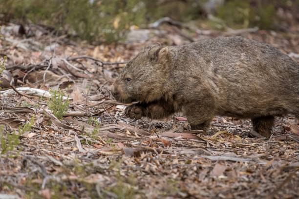 closeup shot of a common wombat. - common wombat imagens e fotografias de stock