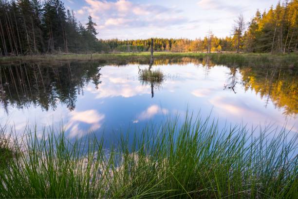 istock Crystal clear river reflecting a field covered with trees on a sunny day 1447073010