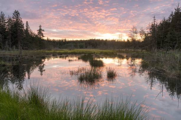 istock Crystal clear river reflecting a field covered with trees during sunset 1447073052