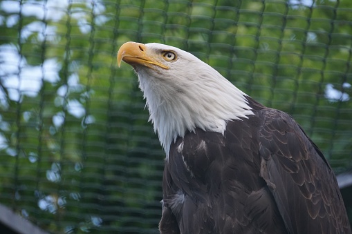 A low angle portrait of bald eagle in its aviary