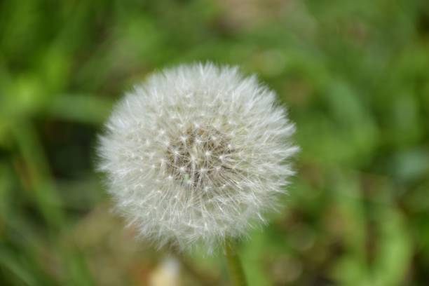 istock Closeup of a dandelion (taraxacum) against blurred background 1447073399