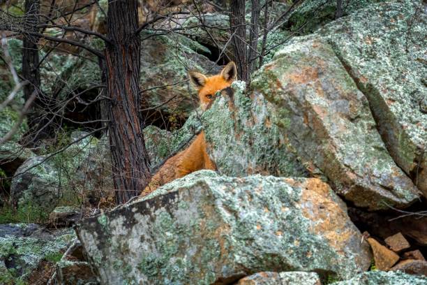 An elegant bright fox hiding behind big rocks in the forest