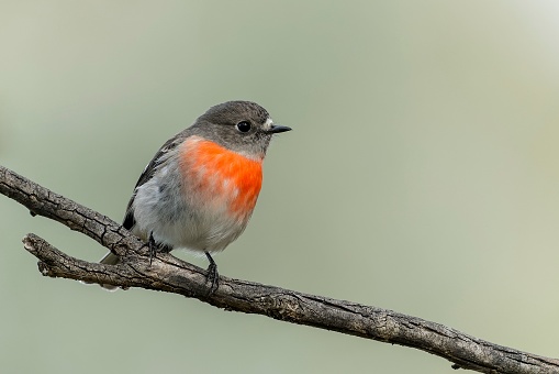 The cutest Scarlet Robin bird sitting on a branch on a blurred background