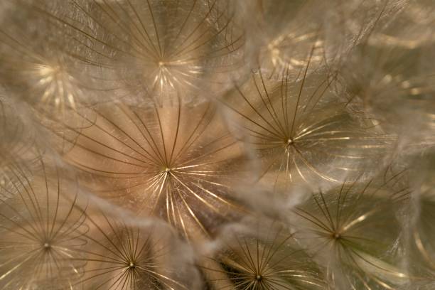 istock Macro shot of dandelion flowers with its patterns 1447073831