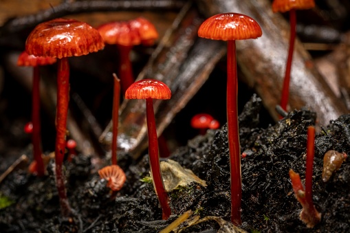 A closeup shot of red tall Mycena mushrooms in a field