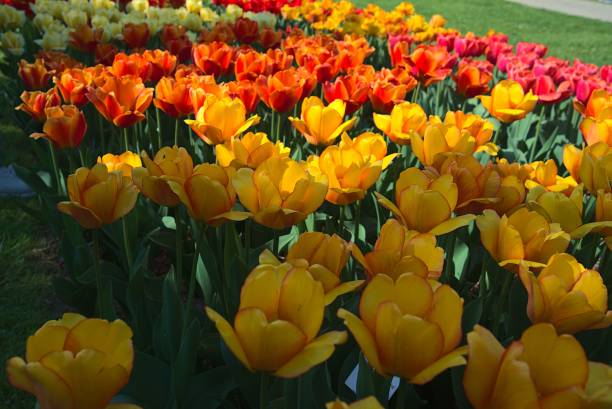 istock Colorful tulips growing in the field 1447073893