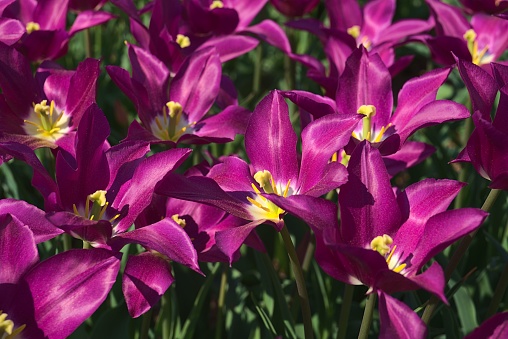 The purple tulipa humilis flowers growing in the field in the sun