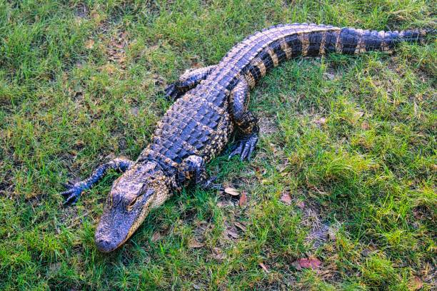 istock Alligator relaxing on the grass on a sunny day 1447073997