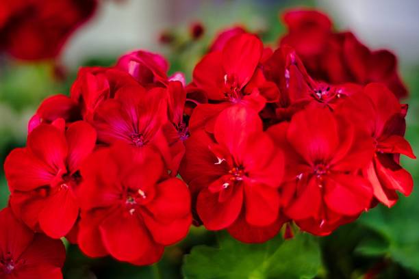 istock Selective focus of red Pelargonium inquinans flowers 1447074172