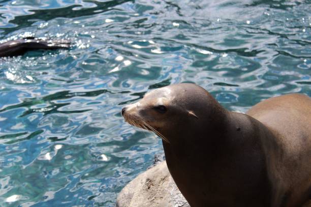 istock High angle closeup of a seal under sunlight 1447074285