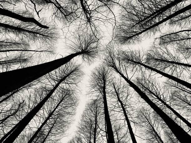 istock Low angle grayscale of tree silhouettes in a forest can be used for wallpaper 1447074315