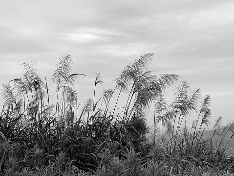 A grayscale of Chinese silver grass (Miscanthus sinensis) swaying in the wind