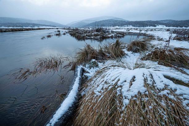 istock River surrounded by snow-covered reeds 1447074394
