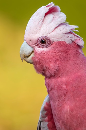 A portrait of a Galah against a yellow background