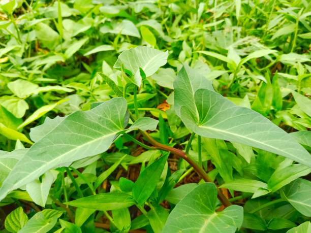 istock kale vines behind the house 1447074504