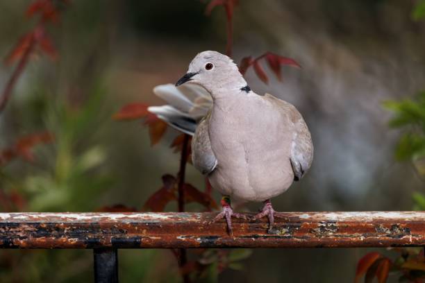 a closeup of a Eurasian collared dove (Streptopelia decaocto).