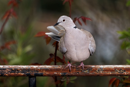 A wood pigeon resting on a tree in New Zealand