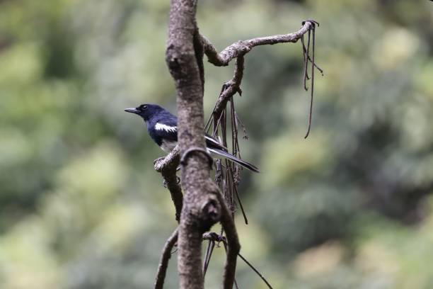 Closeup of an oriental magpie-robin perched on a tree branch A closeup of an oriental magpie-robin perched on a tree branch oriental magpie robin bird copsychus saularis perching on a branch stock pictures, royalty-free photos & images