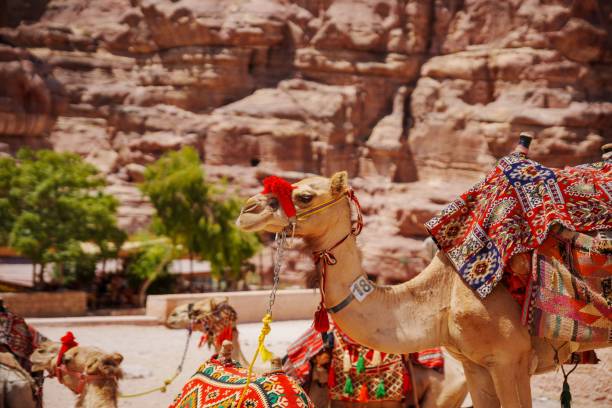 gruppe von kamelen im wadi rum tal an einem sonnigen tag - karawane stock-fotos und bilder