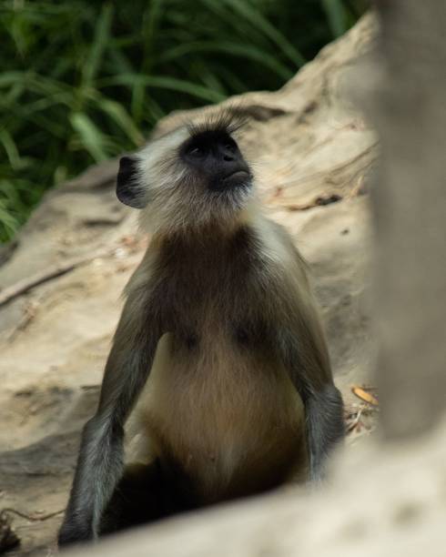 istock Vertical shot of a Gray Langur monkey sitting on a rock looking up 1447075293