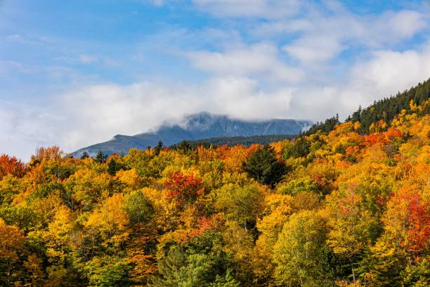 istock Vast autumn trees forest on the hill during summer 1447075305