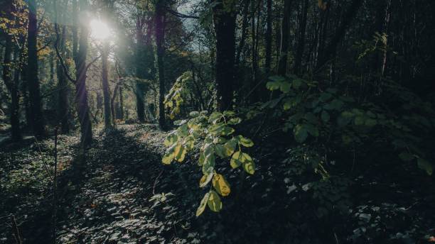 istock Green leaves and long trees in Sintra, Forest with sunset lights 1447075358