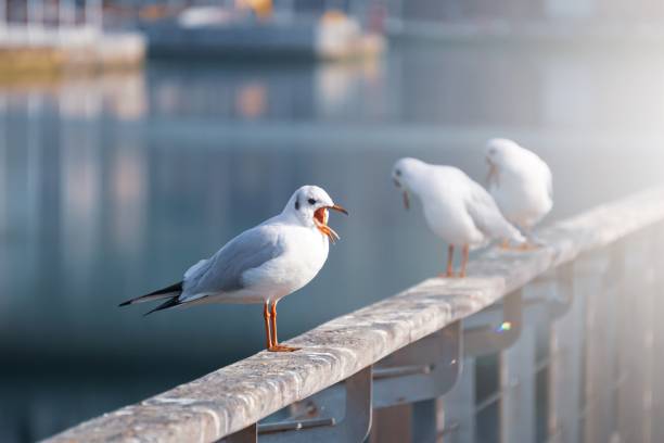 istock Seagulls standing on a railing in the seaport during daytime 1447075418