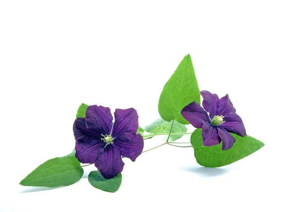 The Clematis viticella plant on a white background.