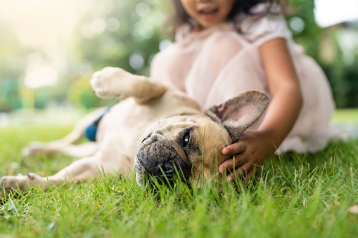 A closeup of a little girl petting an adorable French bulldog lying on grass