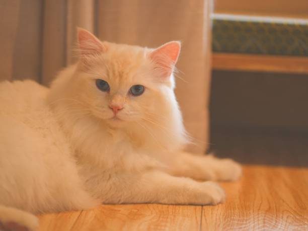 istock Closeup shot of a white cat 1447075794